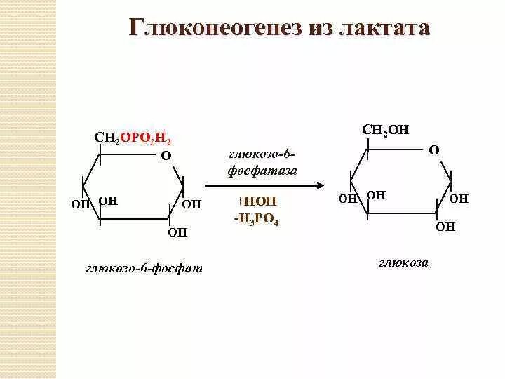 Глюконеогенез из лактата. Образование Глюкозы из лактата реакции. Синтез Глюкозы из лактата. Синтез Глюкозы из лактата реакции. Синтез глюконеогенеза