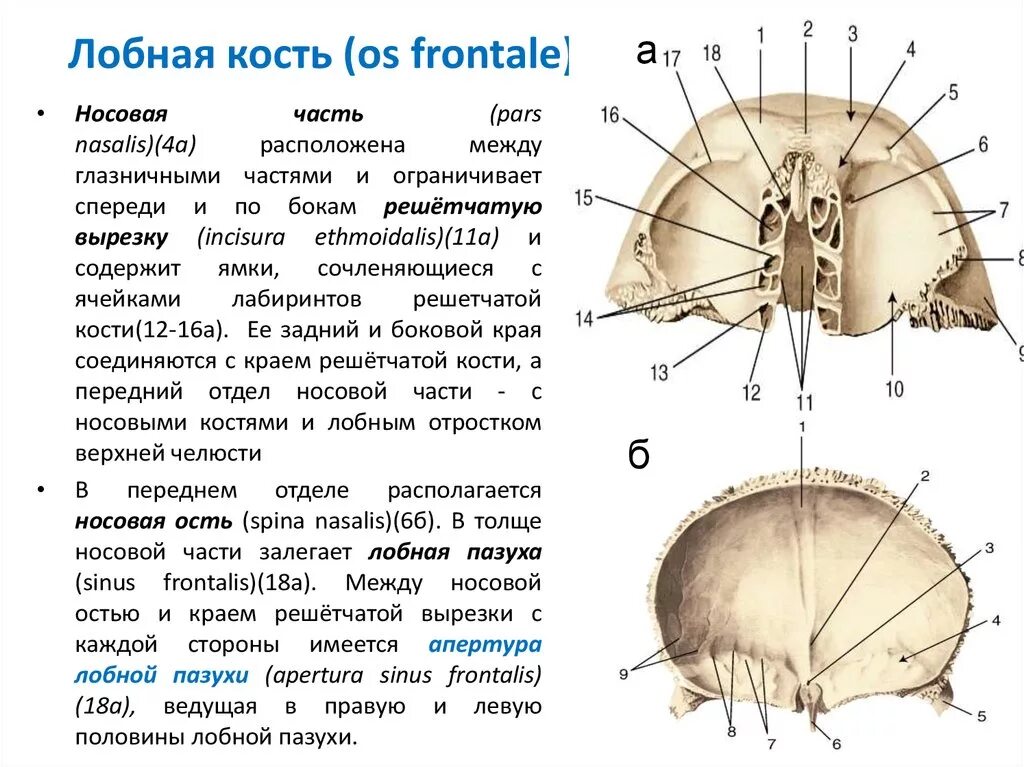 Носовая ость латынь. Нёбная кость анатомия человека. Альвеолярный отросток кости верхней челюсти. Альвеолярный бугор нижней челюсти. Нижняя носовая раковина анатомия строение.