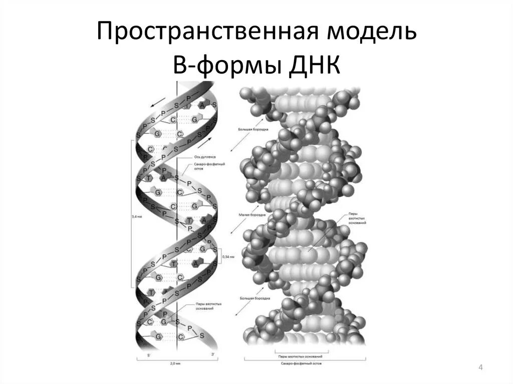 Структурную модель днк. Модель структуры днк. пространственная структура молекулы днк. строение днк в форма. пространственная модель днк.