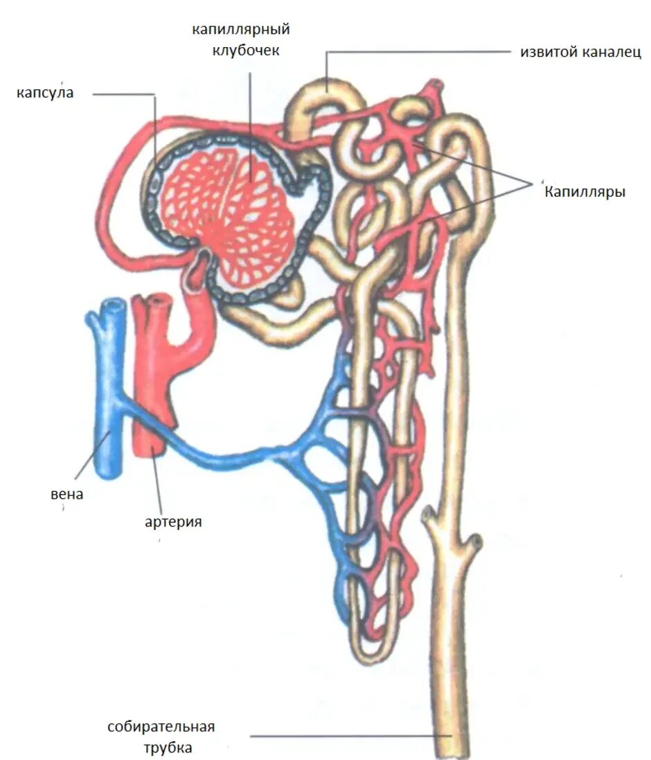 Строение почки капсула нефрона. Строение нефрона почки. Мочевыделительная система нефрон. Нефрон почки анатомия. Строение нефрона анатомия.