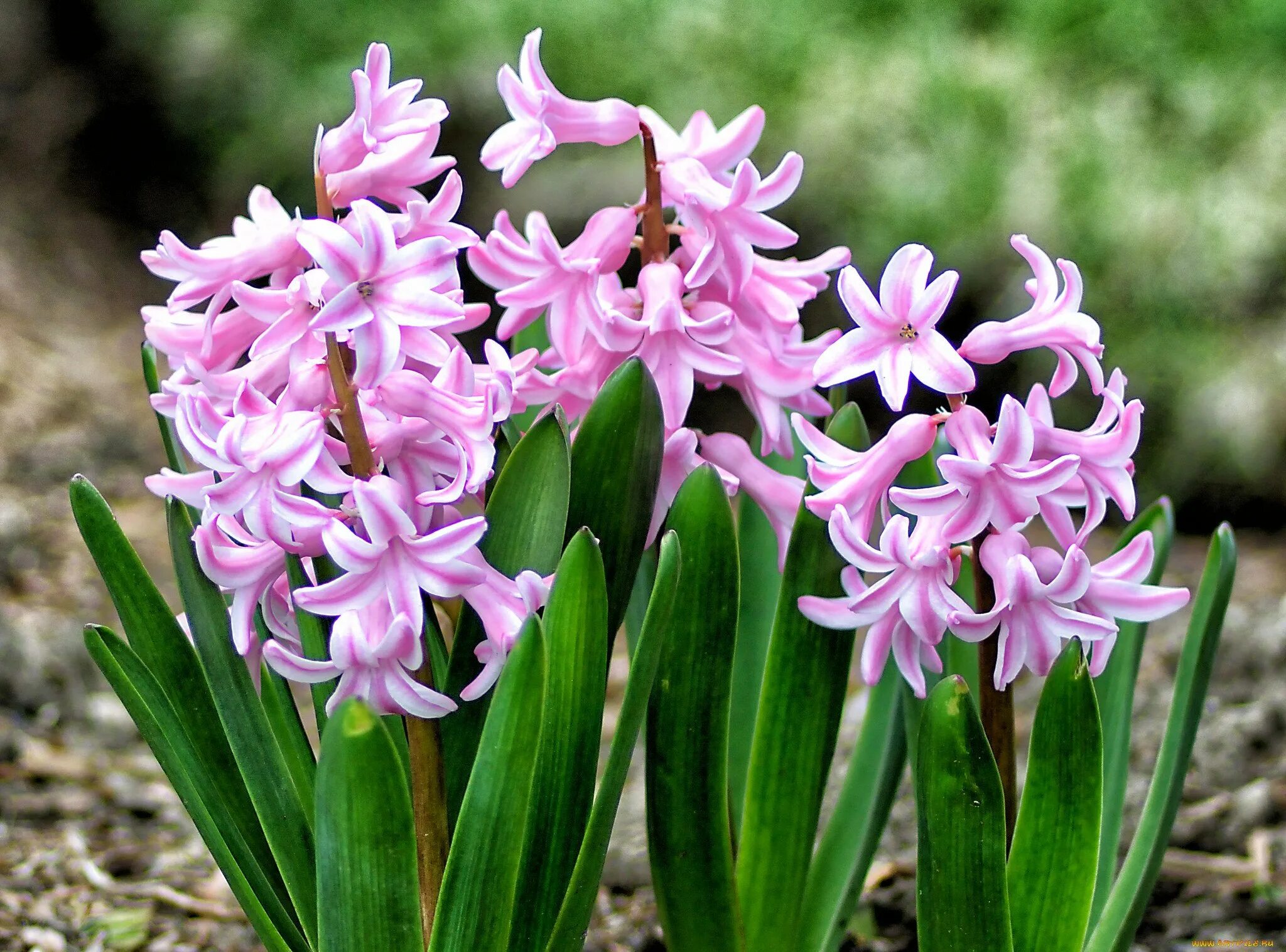 Луковичный цветок гиацинт. Гиацинт закаспийский. Весеннецветущие луковичные. Гиацинт садовый атлантик. Гиацинт спринг бьюти.