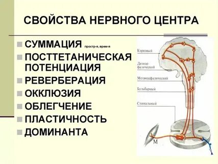 Нервный центр физиология
