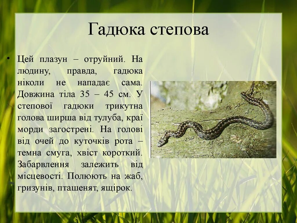 Гадюка Степова. Гадюка описание. Гадюка доклад 2 класс. Доклад про гадюку.