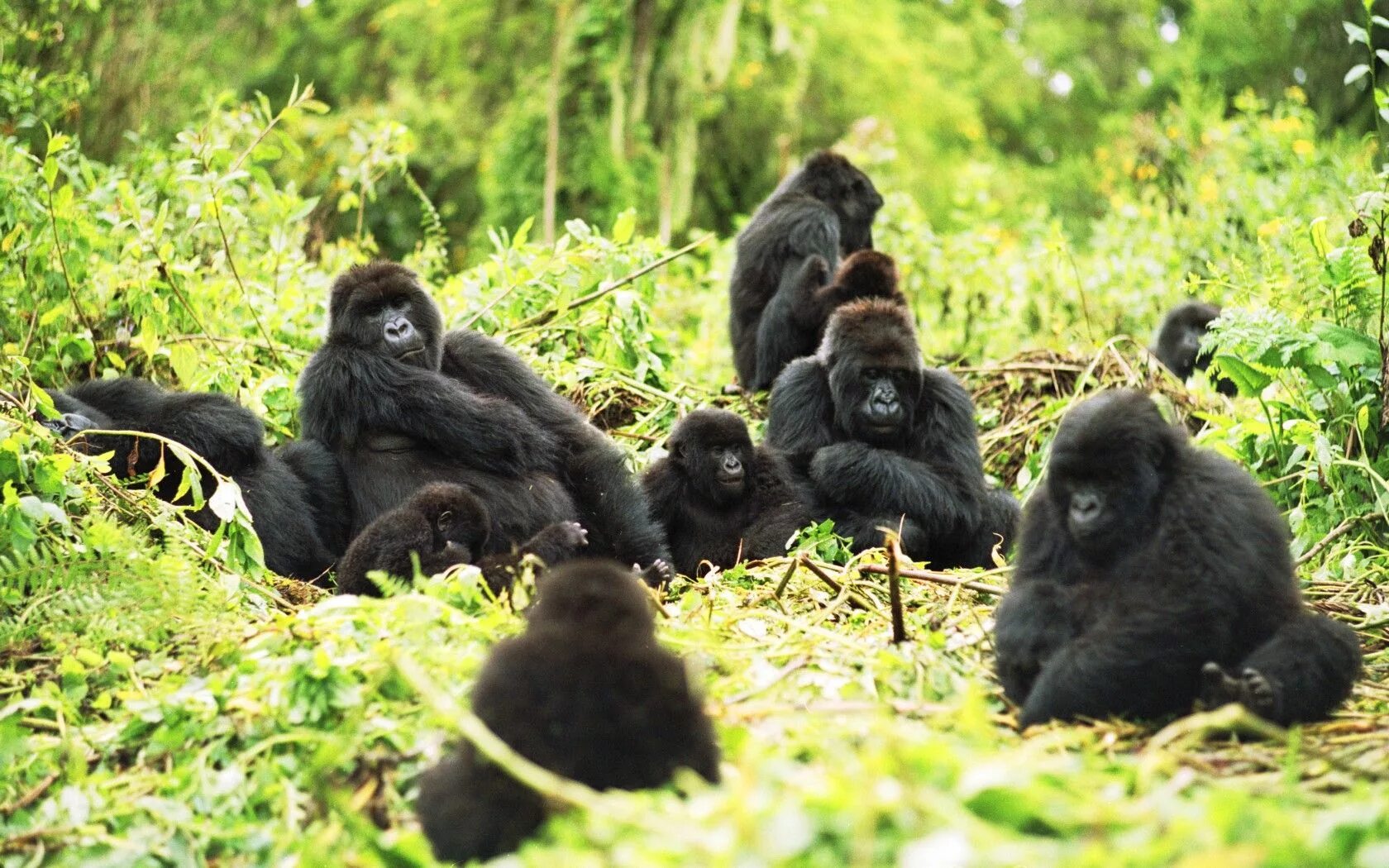 Обитание обезьян. Национальный парк Вирунга. Национальный парк горилл Мгахинга. Гориллы Вирунга. Горы Вирунга гориллы.