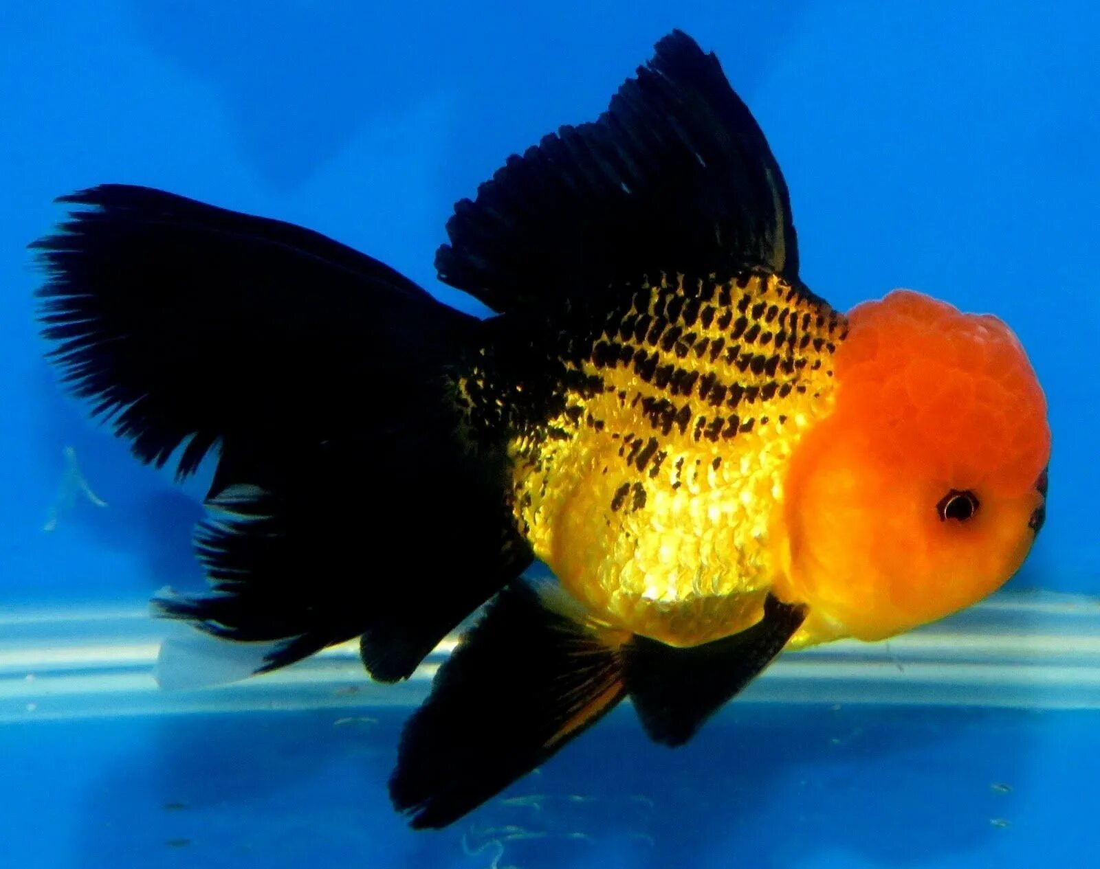 Аквариумная рыба золотая рыбка. Оранда вуалехвост. Золотая рыбка Оранда. Рыбка Оранда красная шапочка. Аквариумная Золотая рыбка Оранда.