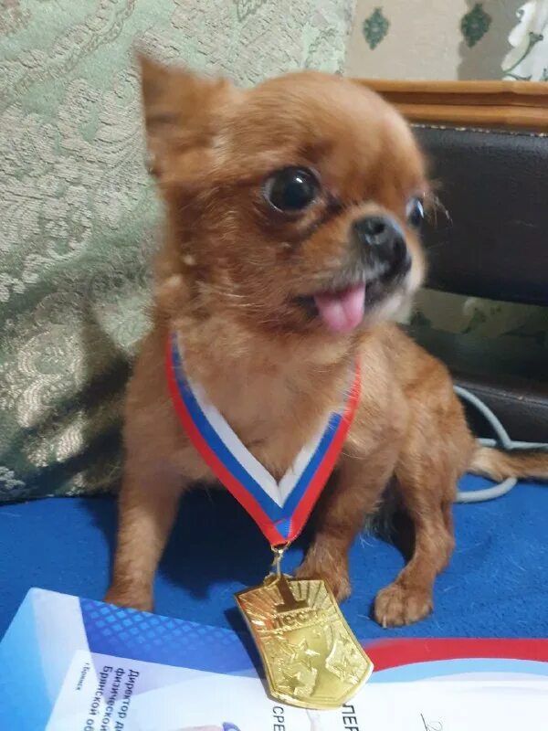 пес. метис собака. прививка самоеда. найдена собака ульяновск. рахит у собак немецкая овчарка.