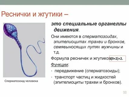 Строения и функции ресничек и жгутиков