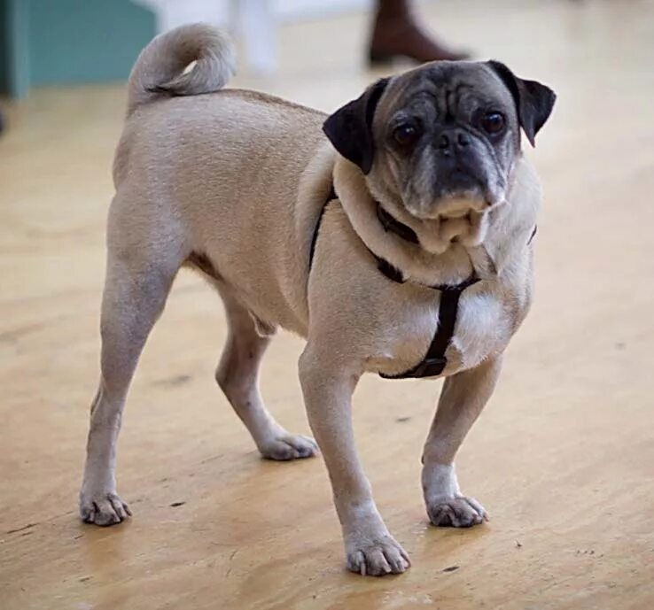 Pugwell Camberwell on Instagram: "When your watching a scary movie and the light