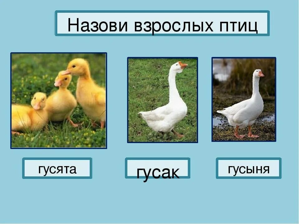 Как отличить гусыню. Внешние отличия гусака и гусыни. гусь и гусыня отличия. как различить гусака от гусыни. как различить гуся и гусыню.