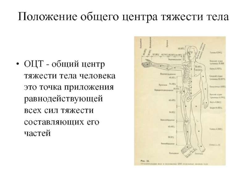 Где расположен центр тяжести тела. Центр тяжести тела человека. Общий центр тяжести тела человека. Оцт тела человека это. Низкий центр тяжести у человека.