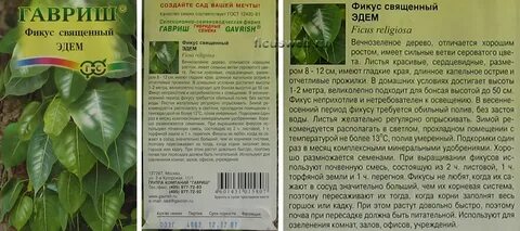 Фикус состав