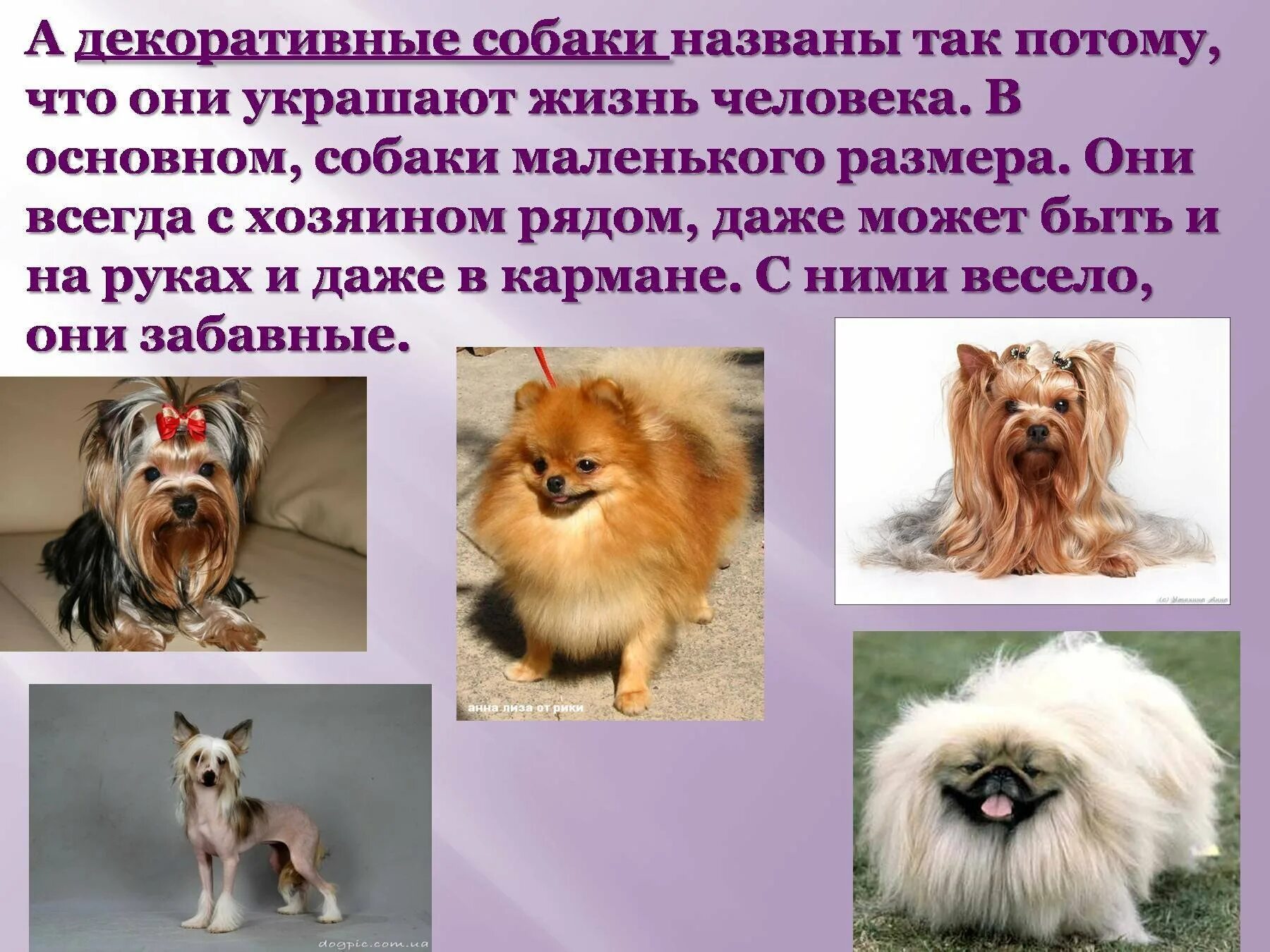 Сообщение о породе собак 2 класс окружающий. Проект о декоративных собак. породы собак презентация. декоративные собаки презентация. собака для презентации.