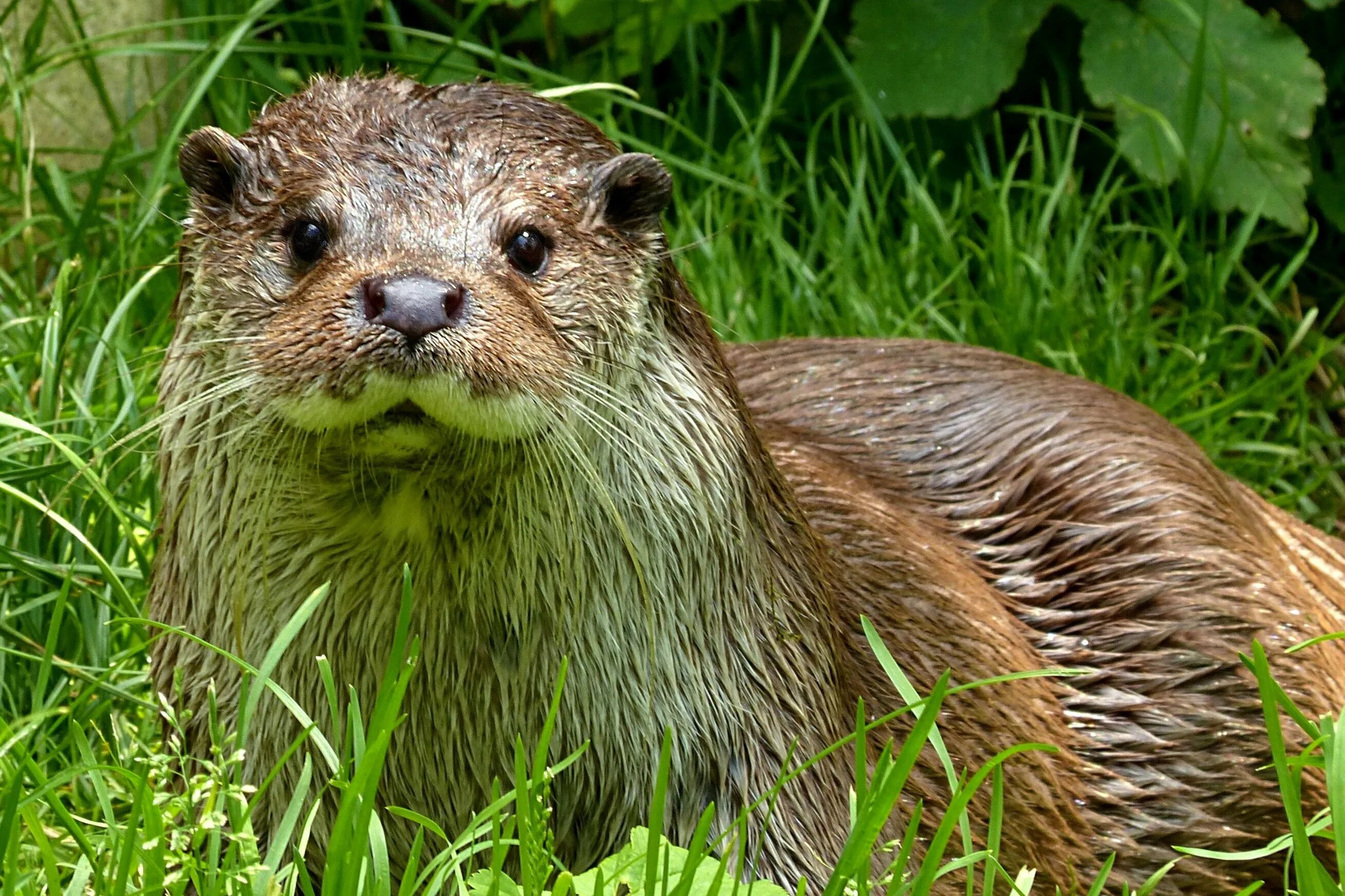 Фото выдры. Выдра Lutra Lutra. Выдра Lutra Lutra Linnaeus. Речная выдра (Lutra Lutra). Выдра Речная - Lutra Lutra Linnaeus.