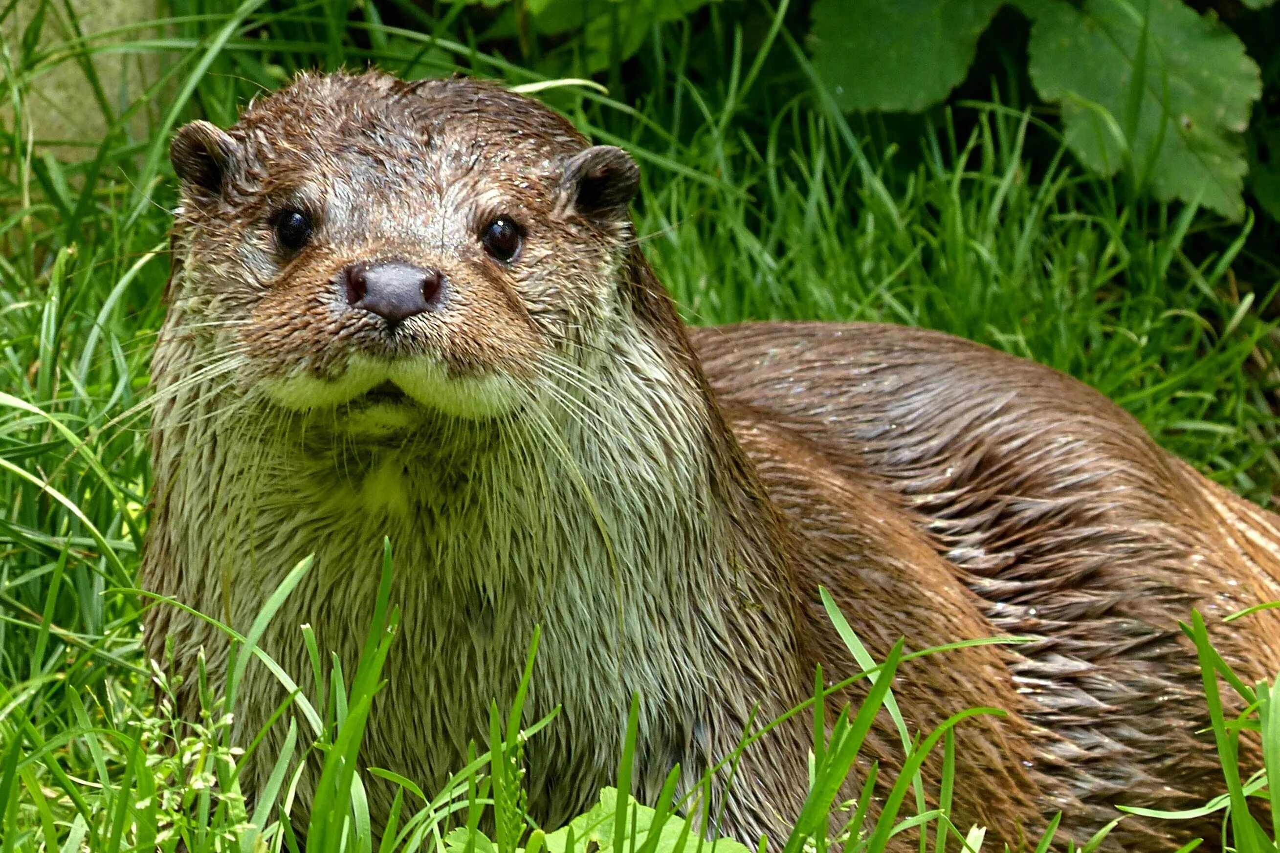 Бобры полуводные млекопитающие. Выдра (Lutra Lutra). Выдра Lutra Lutra Linnaeus. Выдра Речная - Lutra Lutra Linnaeus. Кавказская выдра (Lutra Lutra meridionalis).