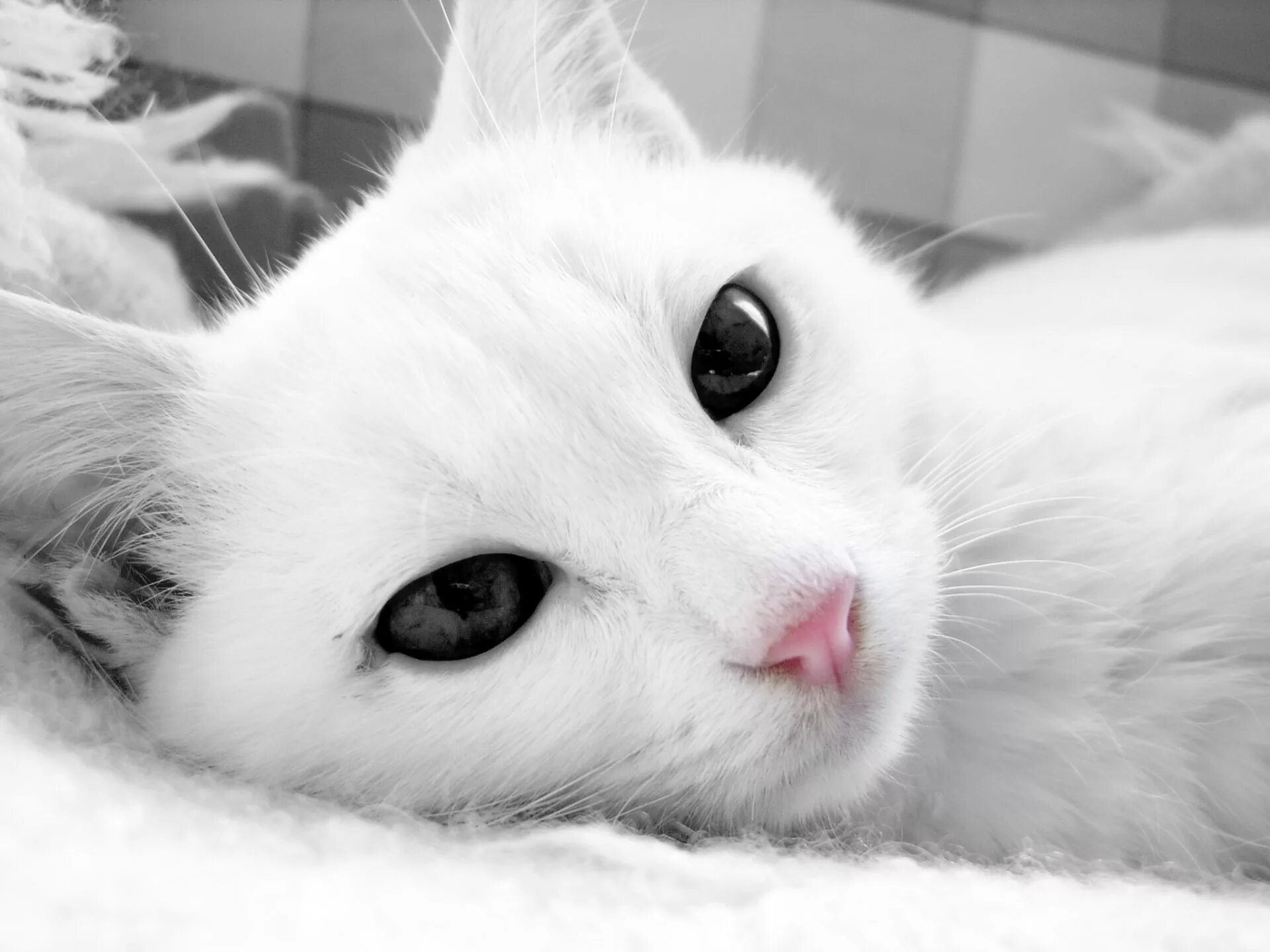Обои белые кот. Кошка белая. белый котик. красивая белая кошка. белая кошка с черными глазами.