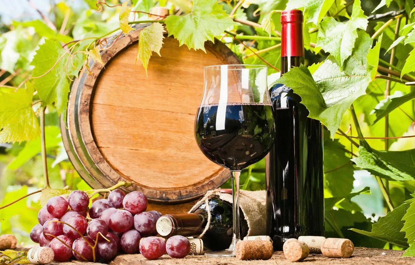 Вино и виноград. Виноградарство и виноделие. Виноградники вино. Винные бочки.