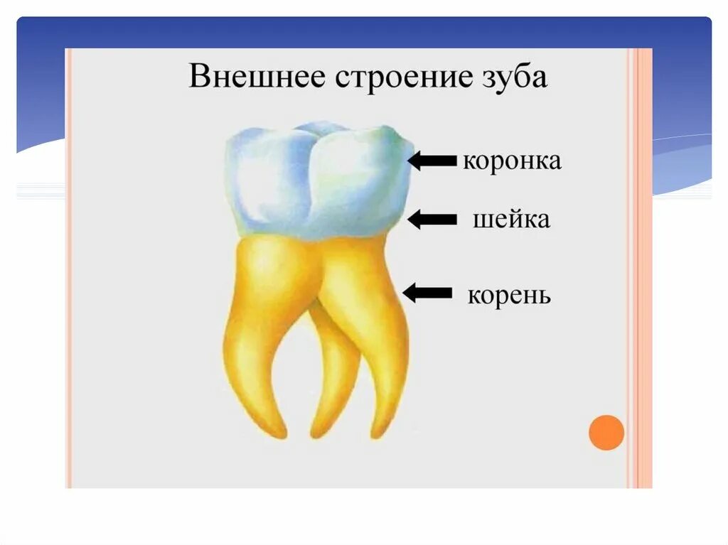 Анатомия зуба коронка шейка корень. Строение зуба коронка шейка. Строение зуба коронка шейка корень рисунок. Строение зуба коронка шейка корень.