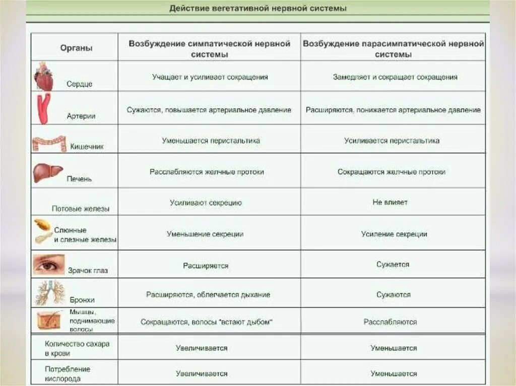 Женские половые органы таблица. Функции симпатической и парасимпатической нервной системы таблица. Влияние вегетативной нервной системы на внутренние органы таблица. Функции вегетативной нервной системы таблица. Симпатический отдел вегетативной нервной системы функции.