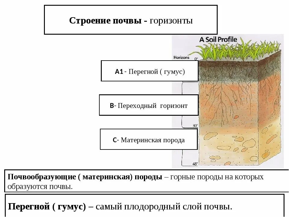 Материнская порода гумусовый вымывания вмывания. Структура почвы почвенные горизонты. Строение почвы подвесные горезонты. Почвенные слои схема. Структура почвы география 6 класс.