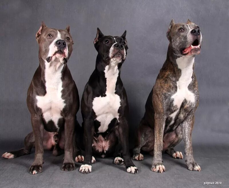 стаффордширский питбультерьер и стаффордширский терьер. типы стаффордширских терьеров. стаффордширский терьер. стаффордширский терьер амстафф. типы стаффордширских терьеров.