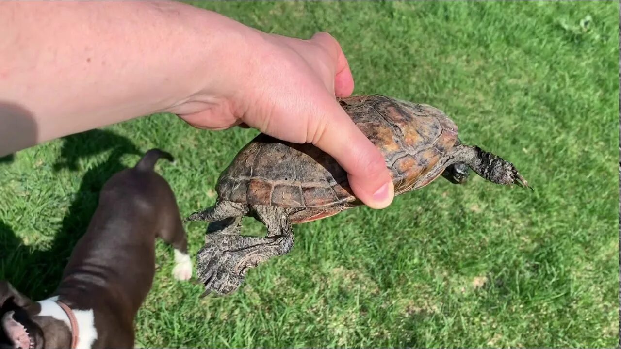 Убитая черепаха. Морская черепаха дохлая. Морская черепаха среда обитания. Каймановская черепаха. Убитая черепаха.