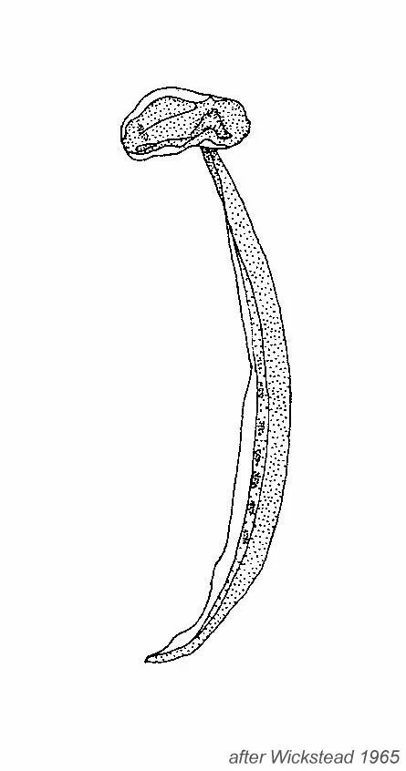 Аппендикулярии. Аппендикулярия Oikopleura dioica. Класс аппендикулярии. Аппендикулярии строение. Жизненный цикл аппендикулярий.