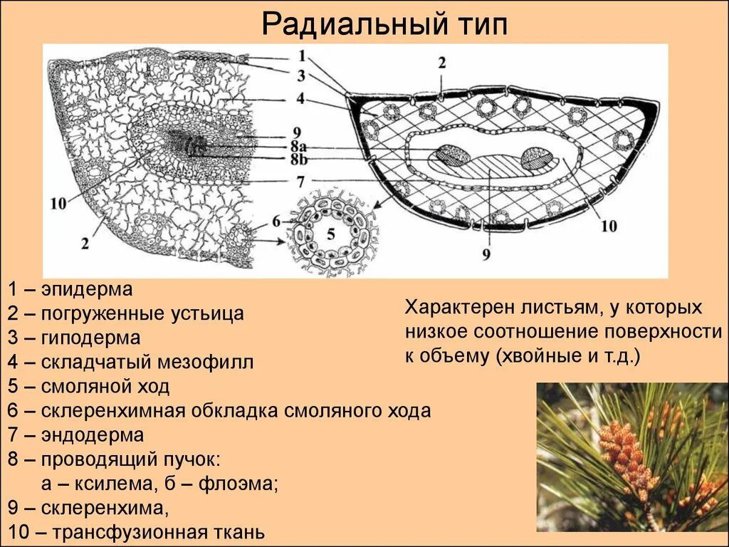 Ткань хвойных. Строение листа хвои сосны обыкновенной. Анатомическое строение хвоинки сосны. Поперечный срез листа сосны обыкновенной. Анатомическое строение листа хвои сосны.