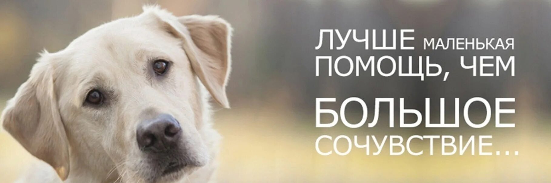 Живи помощь животным. Помощь животным. помощь приюту для животных. животные нуждающиеся в помощи. заставка про помощь животным.
