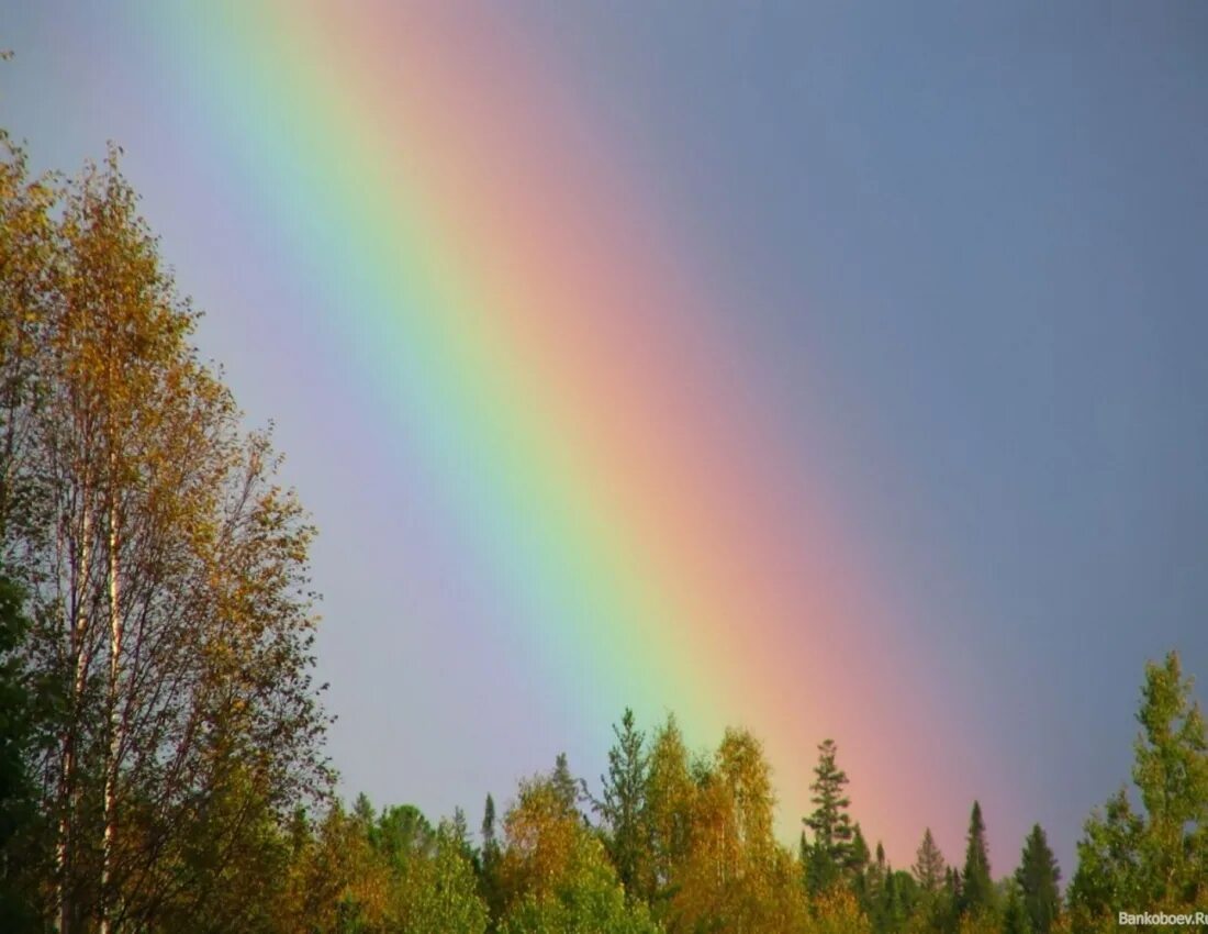 Явление в живой природе радуга