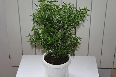 Мирт комнатное уход