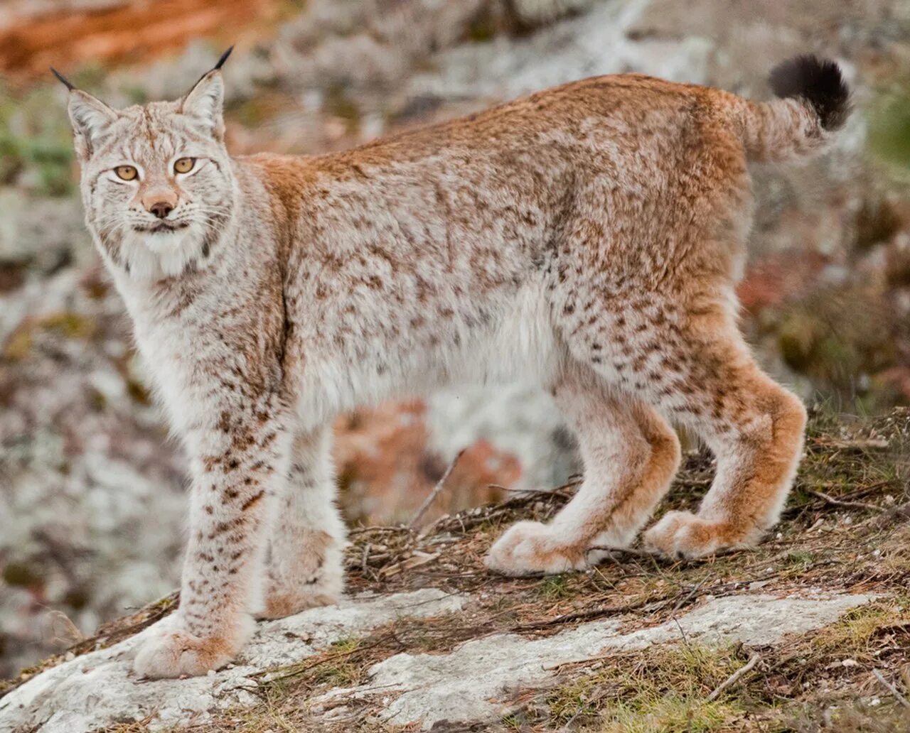 Круг рыси. Рысь - Lynx Lynx (Linnaeus, 1758). Евроазиатская (обыкновенная) Рысь. Евразийская Рысь ареал. Ареал обитания рыси.