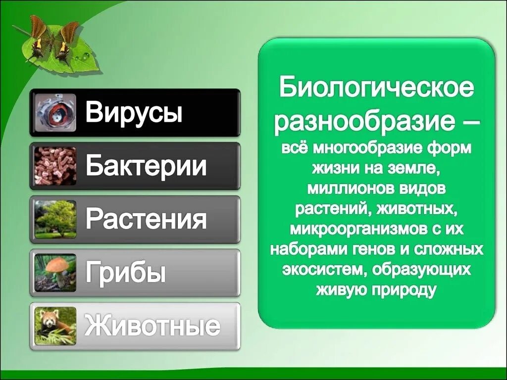 Все многообразие 6. Биологическое разнообразие. Разнообразие видов животных. Сохранение биологического разнообразия. Сохранение биоразнообразия.