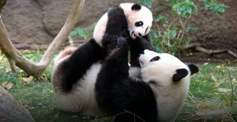 Panda hayeren