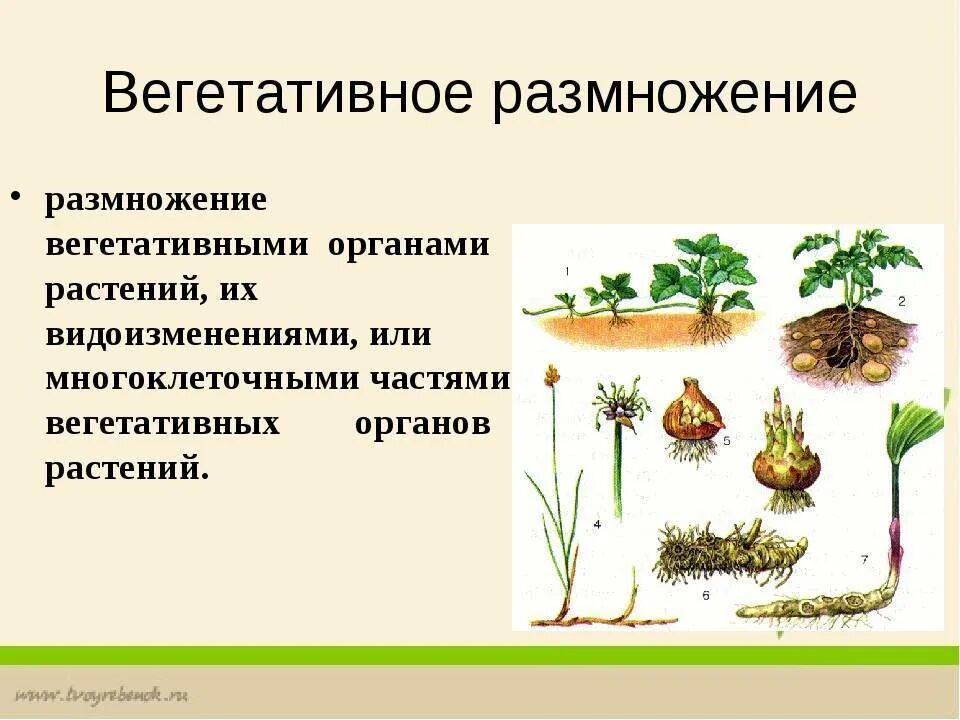 Биология 6 класс параграф 17 вегетативное размножение. Сообщение на тему вегетативное размножение цветковых растений. Вегетативное размножение цветковых растений 6 класс. Вегетативное размножение растений схема. Вегетативное размножение растений 6 класс биология.