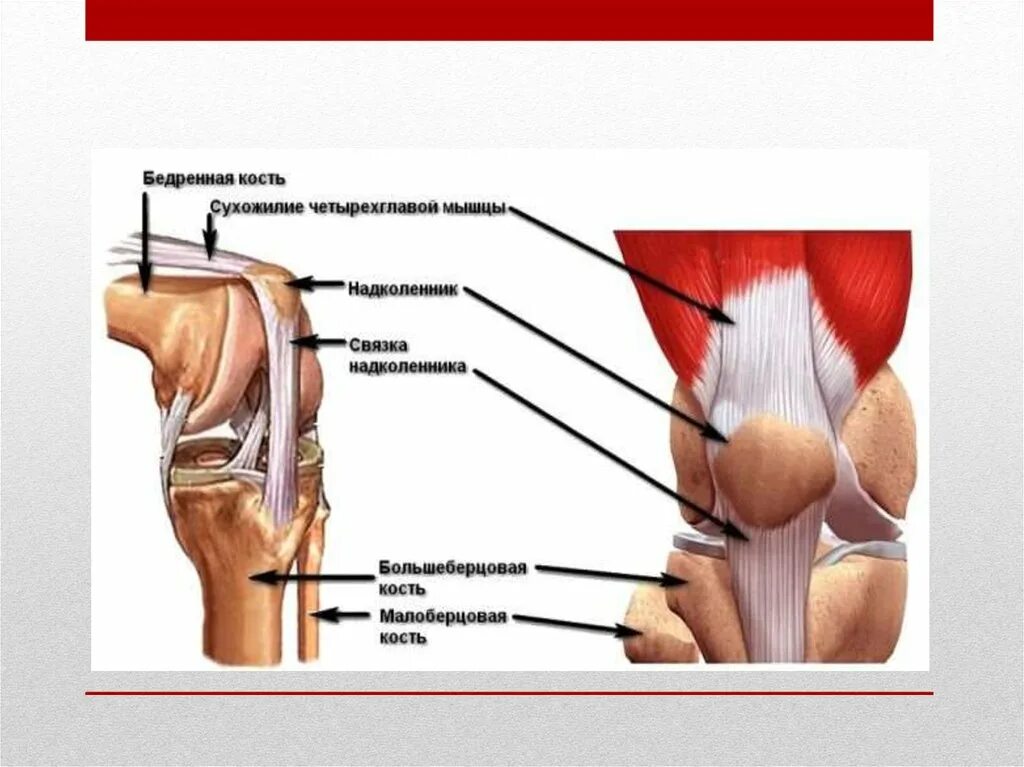 Боль коленной связки. Связки надколенника анатомия. Связки надколенника коленного сустава. Четырехглавая мышца коленного сустава. Разрыв связок мышц надколенника.