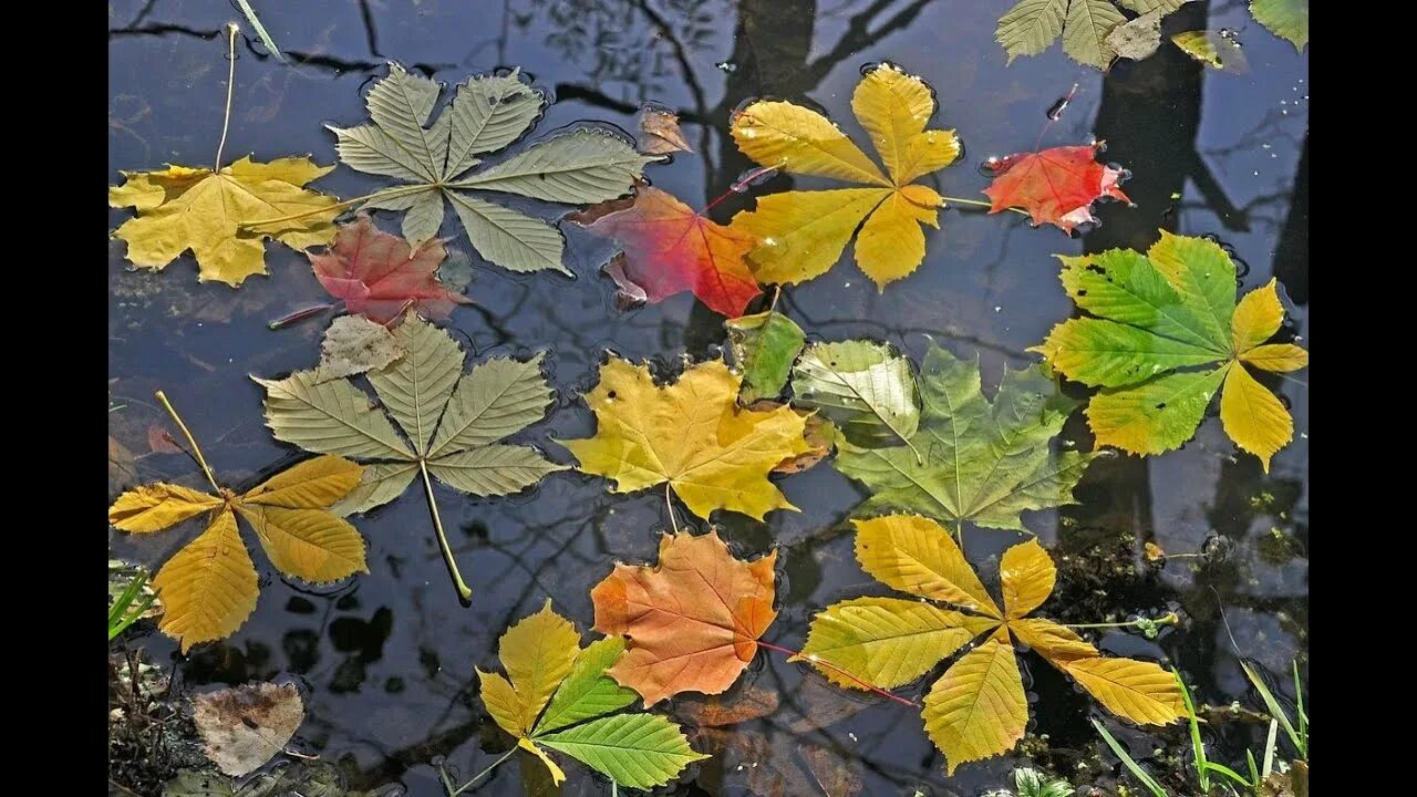 Желтый лист на воде. Листья на воде. осенние листья на воде. листья в луже. осенние листья в луже.