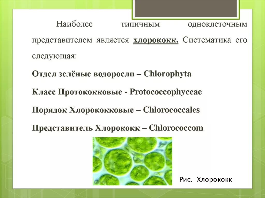 Одноклеточные зеленые водоросли характеристика. Хлорококк Тип таллома. Одноклеточные водоросли хлорококк. Хлорококк водоросль строение. Строение одноклеточных водорослей хлорококк.