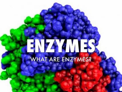 Enzym