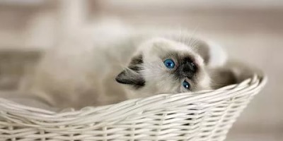 хорошего дня картинки с животными