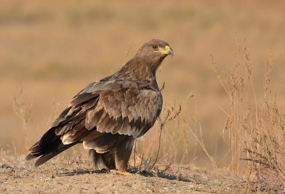 Степной орёл (Aquila nipalensis. Степной Орел в степи. Степной орёл Aquila nipalensis Hodgson, 1833. Aquila Rapax nipalensis - Степной Орел. Орел степная птица