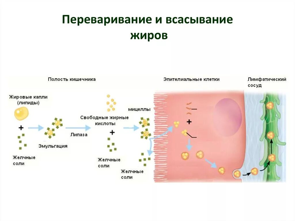 Расщепление липидов последовательность. Механизм всасывания жира в кишечнике. Всасывание жирных кислот в клетки. Эмульгирование жиров и всасывание липидов. Механизм всасывания жиров биохимия.