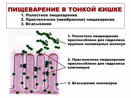 Основная роль мембранного пристеночного пищеварения