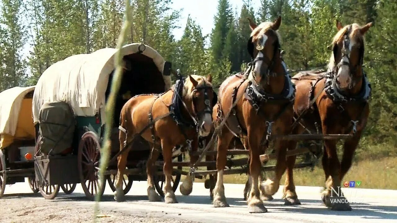 Лошади тронулись кибитка полетела знаки. Кибитка Амишей. Кибитка с лошадью. Фургон запряженный лошадьми. Лошадь запряженная в кибитку.