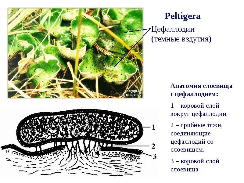 Лихенизированные грибы лишайники. Слоевища лихенизированных грибов. Строение лишайника. Лишайник пельтигера строение.