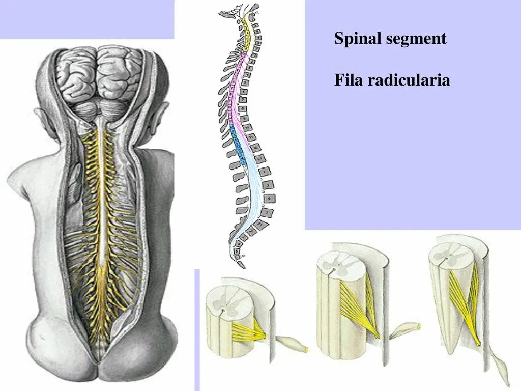 Спинной мозг ребенка. Спинной мозг ребенка и взрослого. Травмы головного и спинного мозга. Головной и спинной мозг. Центральная нервная система новорожденного