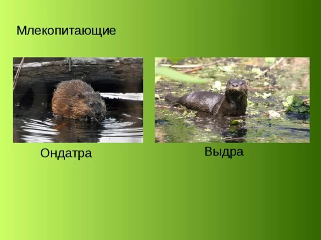 Чем выдра отличается. Выдра ондатра нутрия. нутрия ондатра выдра отличия. ондатра и выдра различия. млекопитающие ондатра выдра.