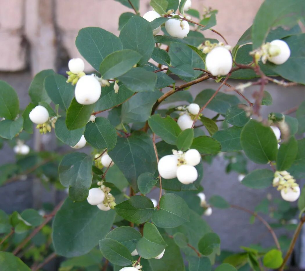 Снежноягодник (symphoricarpos). Снежноягодник белый symphoricarpos albus. Ягода белая круглая. Снежноягодник доренбоза. Ягода белая круглая.