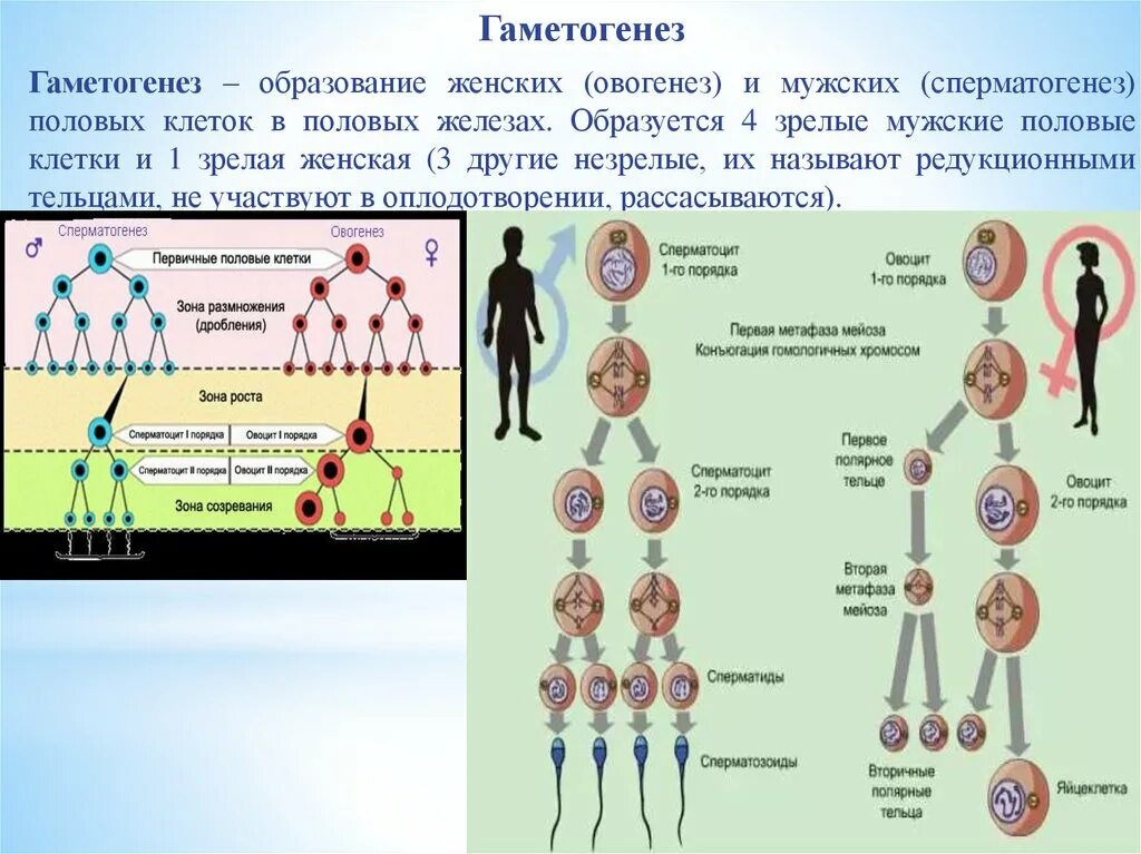 Признаки гаметогенеза. Гаметогенез метафаза 1. Гаметогенез сперматозоиды. Гаметогенез 11 класс. Образование половых клеток гаметогенез таблица.