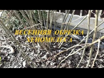 Айва обрезка и формирование