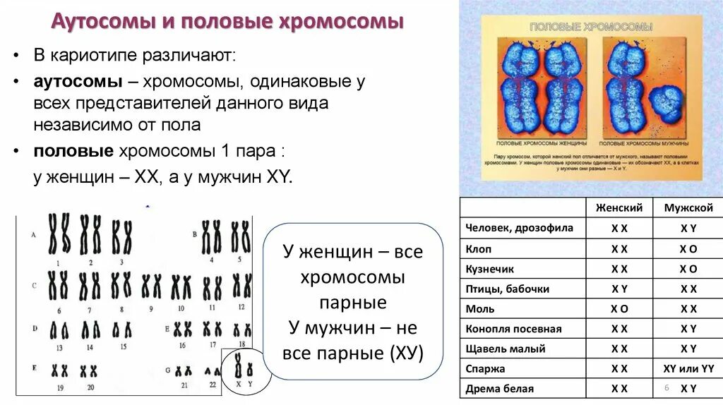 Половые хромосомы петуха